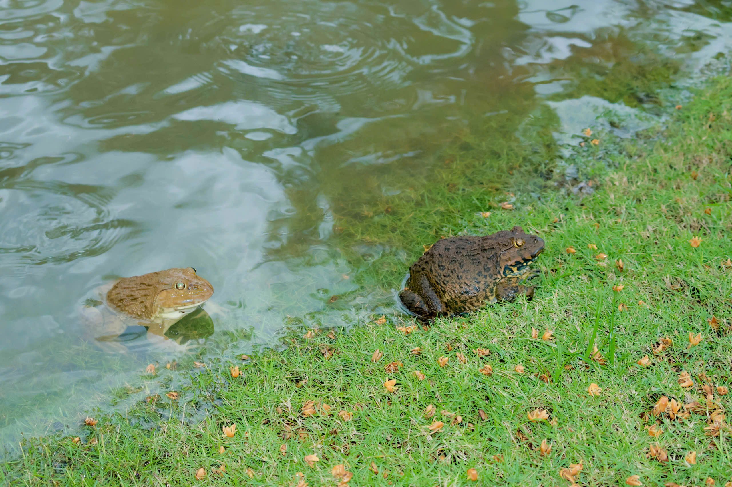 Little Friends